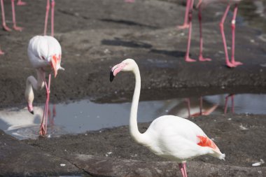 Flamingo yakın çekim diğerleri ile arka planda
