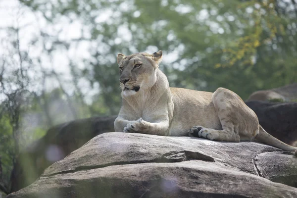 Leona tendida sobre rocas — Foto de Stock