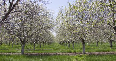 kirazlar yumurta Harbor