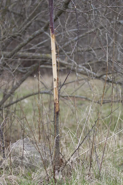 Buck frotar en un joven sappling — Foto de Stock