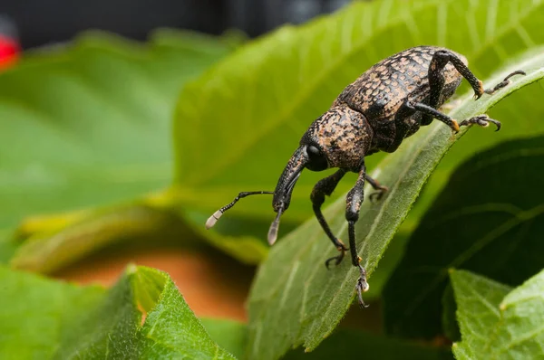 Charançon Des Figuiers Aclees Cribratus Gyllenhy Scarabée Originaire Asie Sud — Photo