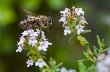 Arı kekik çiçeklerini yeşil bulanık arkaplanda tozlaştırır