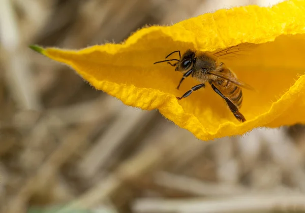 Med Včela Hledá Nektar Uvnitř Květu Cukety — Stock fotografie