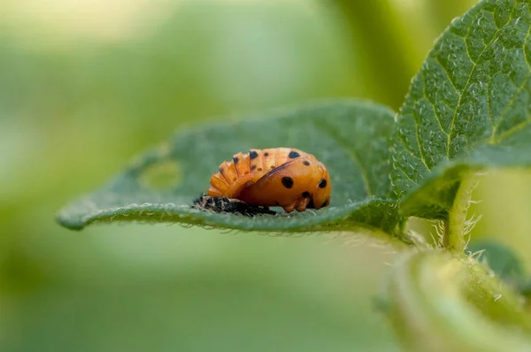 Pupe Coccinelle Sur Feuille Une Plante Pomme Terre — Photo