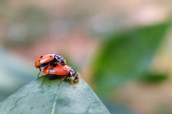 Ladybirds Accouplement Sur Une Feuille Poivre — Photo