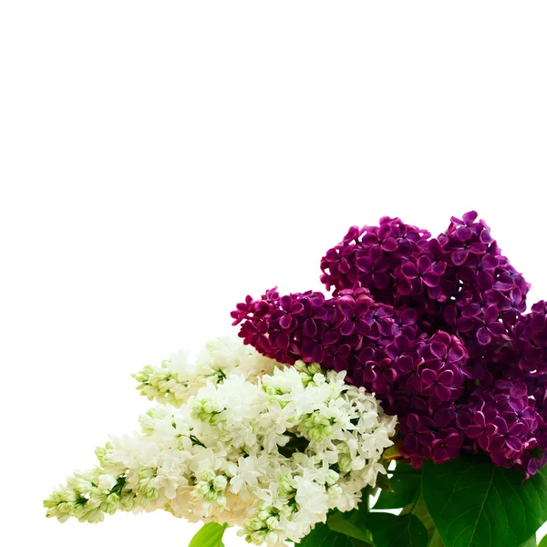 Flor isolado ramo lilás  . — Fotografia de Stock