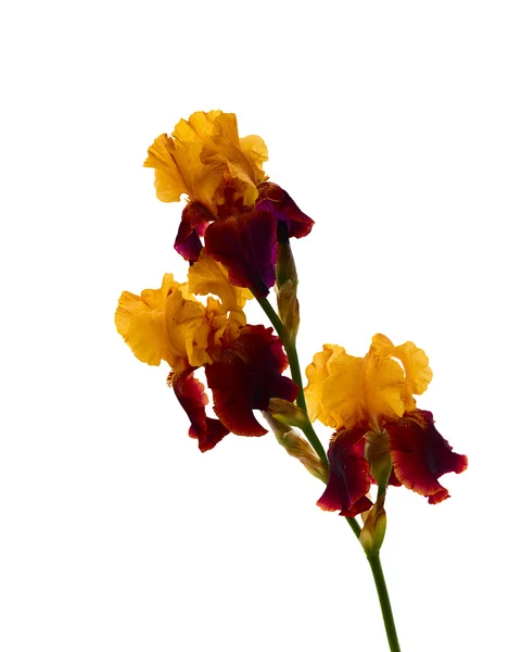 Iris bloem geïsoleerd. — Stockfoto