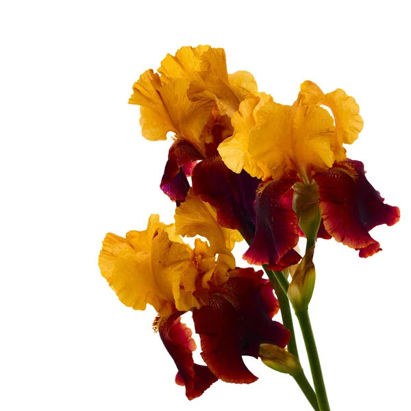 Iris bloem geïsoleerd. — Stockfoto