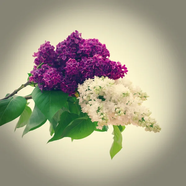 Flor aislada rama lila  . — Foto de Stock