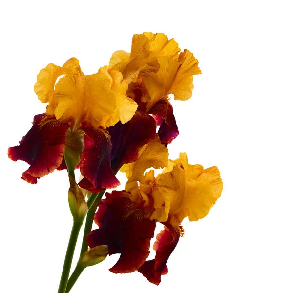 Iris Flor aislada . — Foto de Stock