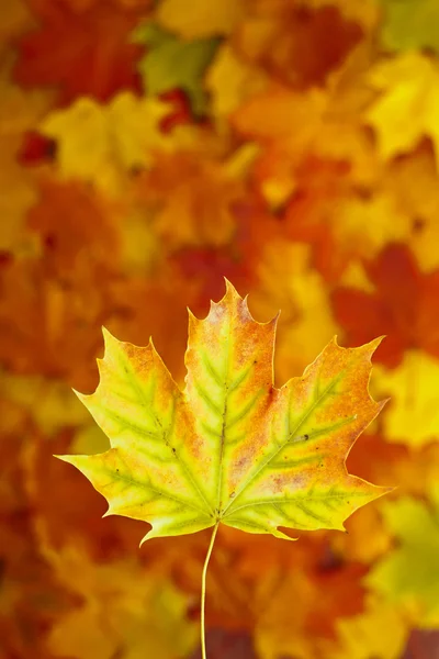 Hojas de otoño sobre mesa de madera. —  Fotos de Stock