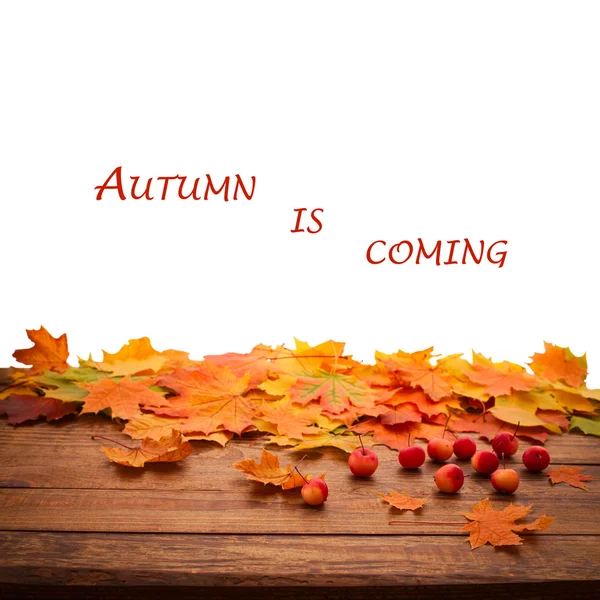 Herbstblätter isoliert — Stockfoto