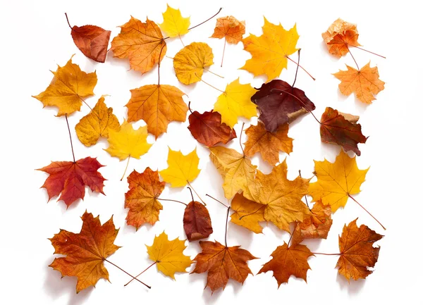 Herbstblätter isoliert — Stockfoto