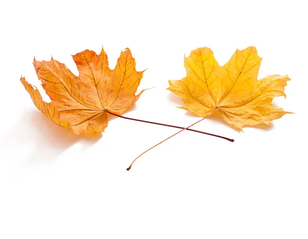 Herbstblätter isoliert — Stockfoto