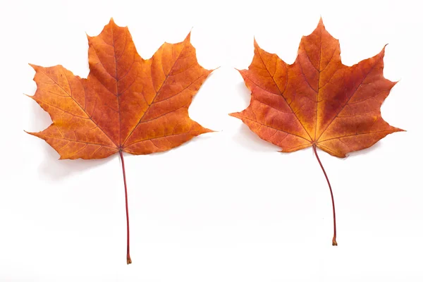 Herbstblätter isoliert — Stockfoto