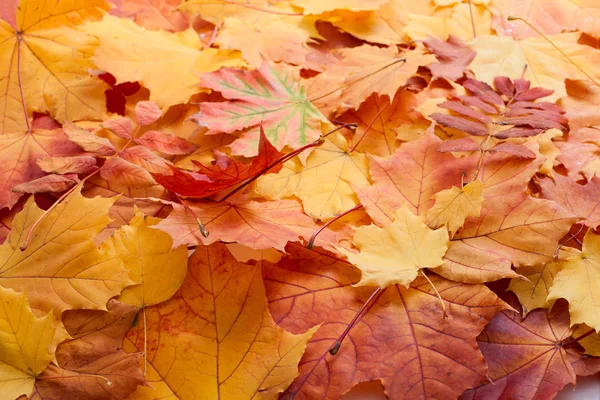 Autumn leaves background. — Stock Photo, Image