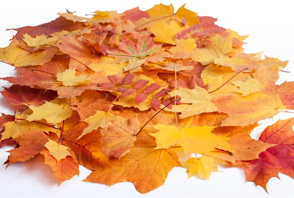 Herbstblätter isoliert — Stockfoto