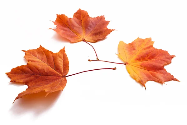 Herbstblätter isoliert — Stockfoto