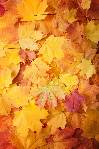 Hojas de otoño fondo. —  Fotos de Stock