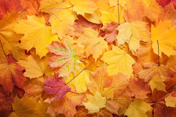 Herbstblätter. — Stockfoto