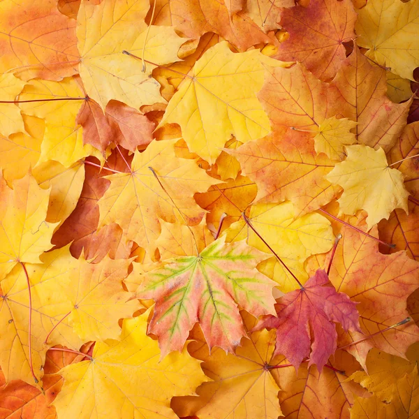 Hojas de otoño fondo. —  Fotos de Stock