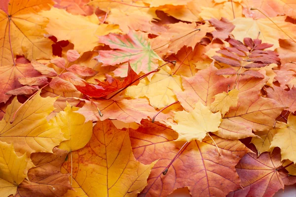 Осіннє листя фону . — стокове фото