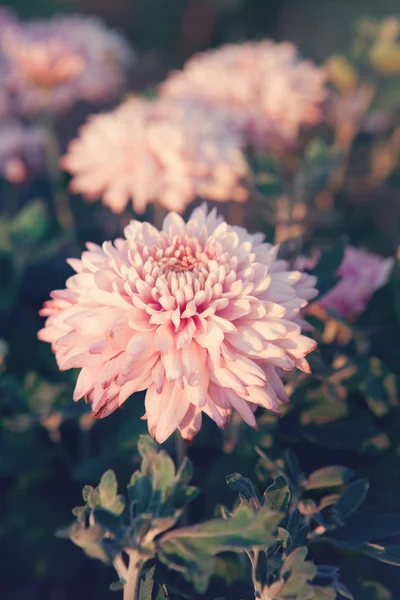 粉红色的菊花花-美丽的景，开花草本植物属 — 图库照片