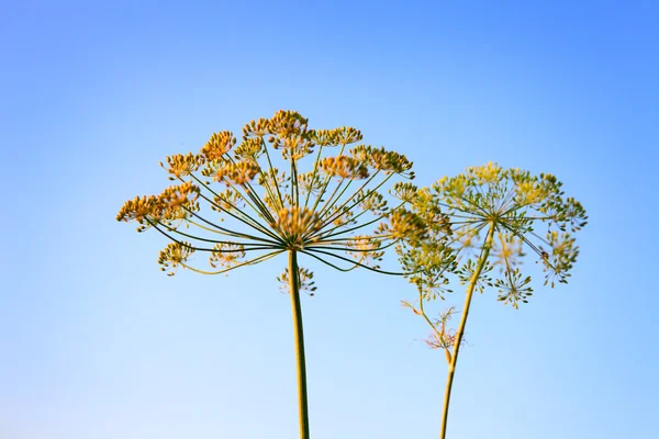 Closeup of Dill flower umbels in autumn on blue sky background. — Stock Photo, Image