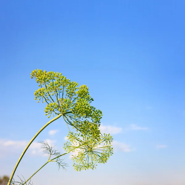 Closeup of Dill flower umbels in autumn on blue sky background. — Stock Photo, Image