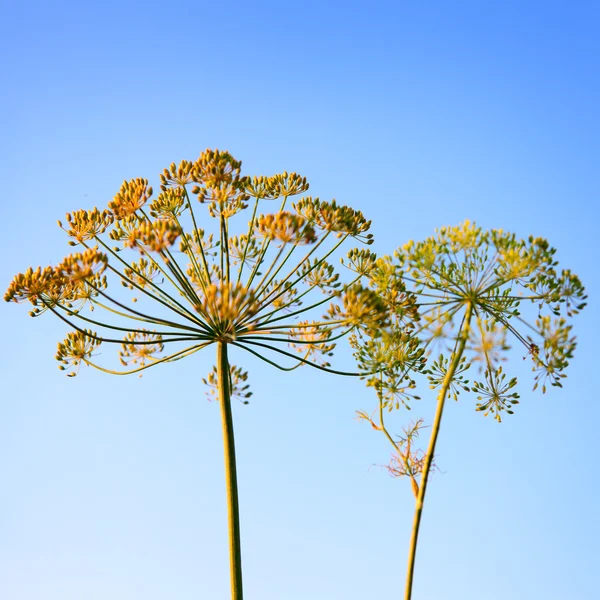 Closeup of Dill flower umbels in autumn on blue sky background. — Stock Photo, Image