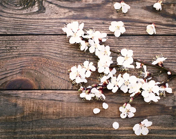 Virágos ág, a fehér virágok finom, fa felületre. — Stock Fotó