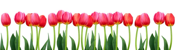 Groep van bloemen roze tulpen op witte achtergrond. — Stockfoto