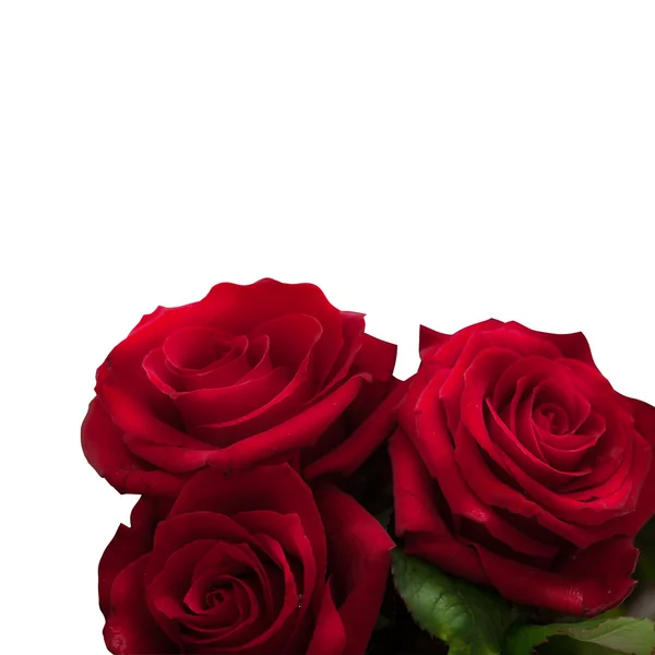 Roses rouges carré isolé — Photo