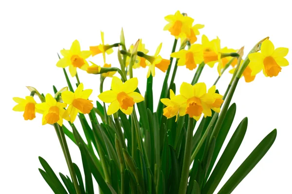 Flowers yellow daffodils — Stock Photo, Image