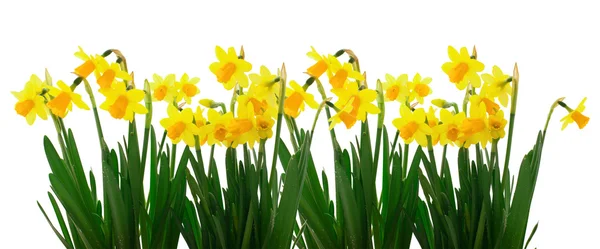 Flowers yellow daffodils — Stock Photo, Image