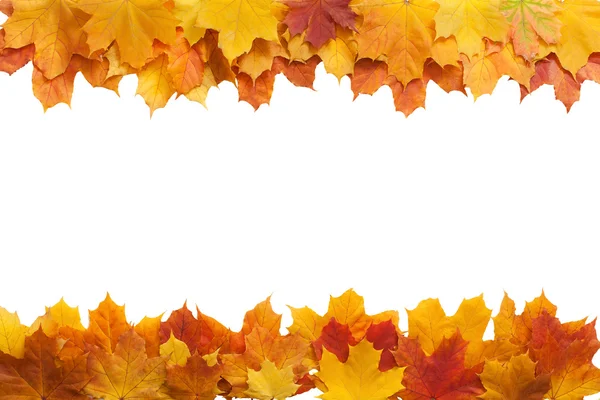 Jesienią. Złoty liść klonu na białym tle. — Zdjęcie stockowe