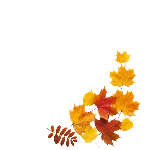 秋天。金黄的叶子枫孤立. — 图库照片