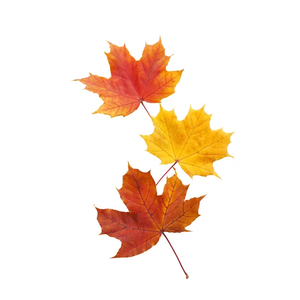 秋。分離された黄金の葉メープル. — ストック写真