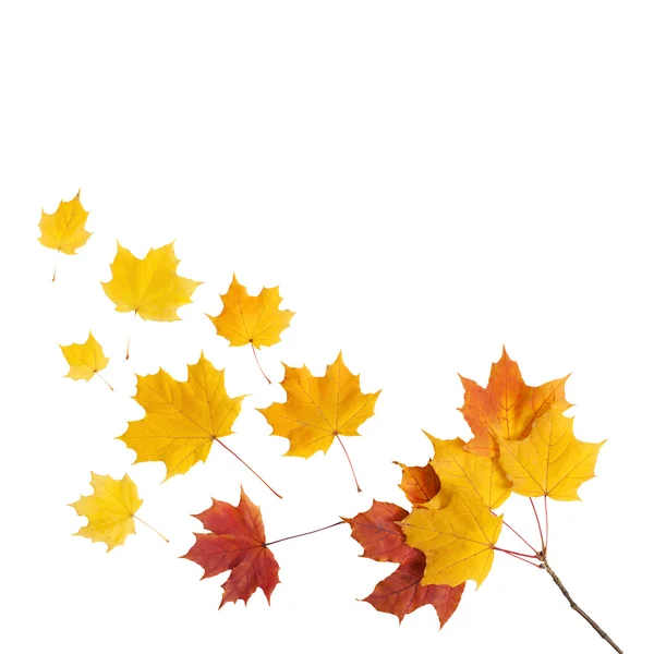 Autumn. golden leaves maple isolated. — Stock Photo, Image