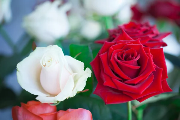 Rosas vermelhas e brancas no jardim — Fotografia de Stock