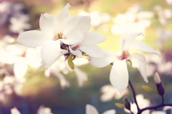 Tavaszi. Magnólia virág. — Stock Fotó