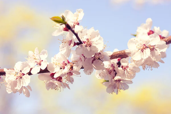 Blossom tree természet háttérhez képest. Tavaszi virágok. — Stock Fotó