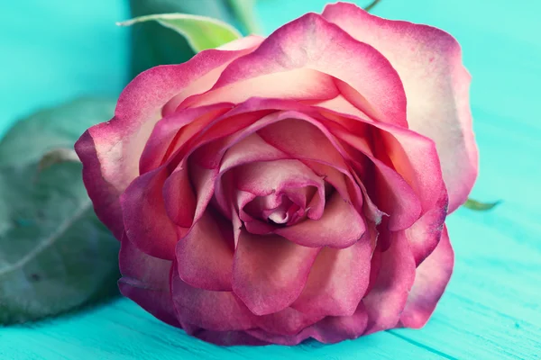 Rose. Floral background for congratulations. Selective focus — Stock Photo, Image