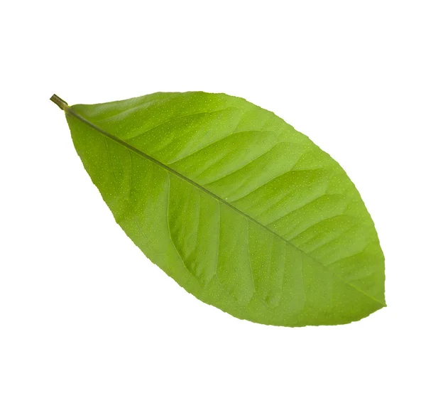 Gröna blad av citron isolerade — Stockfoto