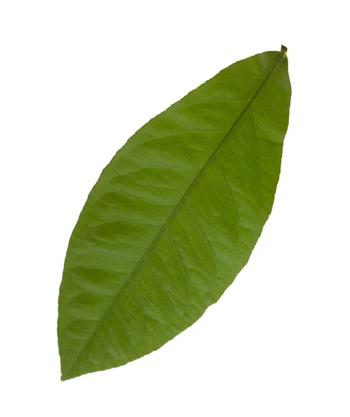 Gröna blad av citron isolerade — Stockfoto