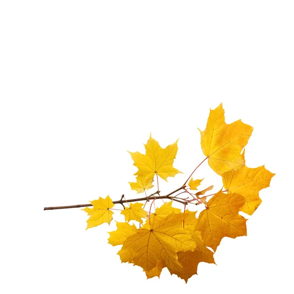 Otoño. hojas doradas arce aislado . — Foto de Stock