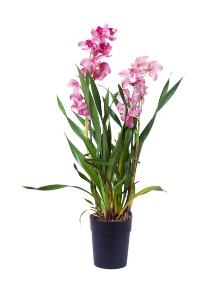 Орхидея в цветочном горшке на белом фоне — стоковое фото