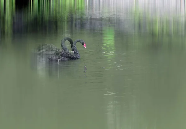 Verão Parque Lagoa Dois Cisnes Negros Nadam Lado Outro — Fotografia de Stock