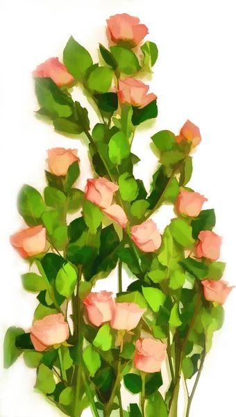 Close Pink Roses White Background — Stock Photo, Image