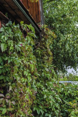 Ağaçtan bir evin duvarında yeşil yaprakları ve meyveleri olan yabani üzüm dalları..